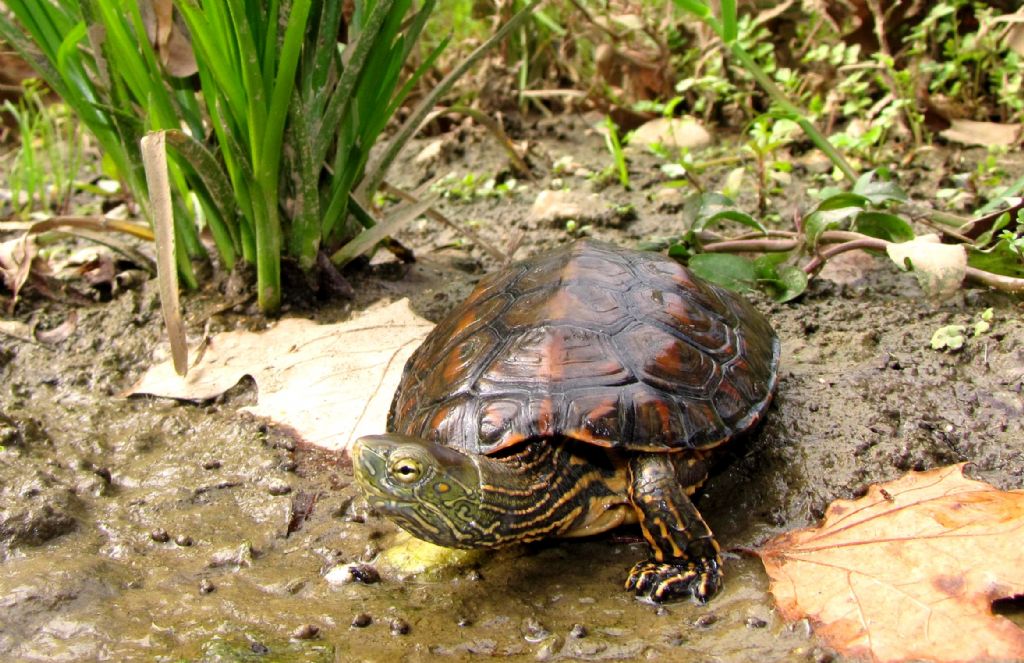 Mauremys leprosa II